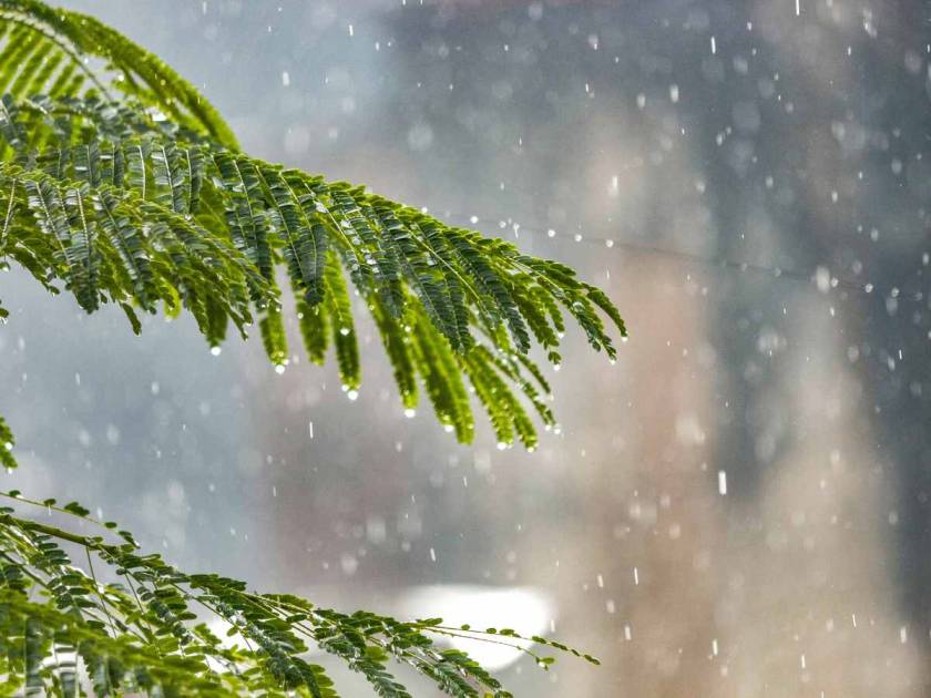 raining with wet leaves